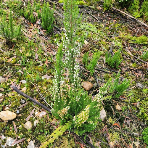 Erica lusitanica, photograph 5