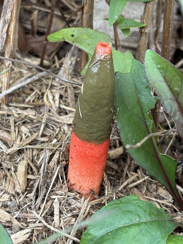devil's dipstick