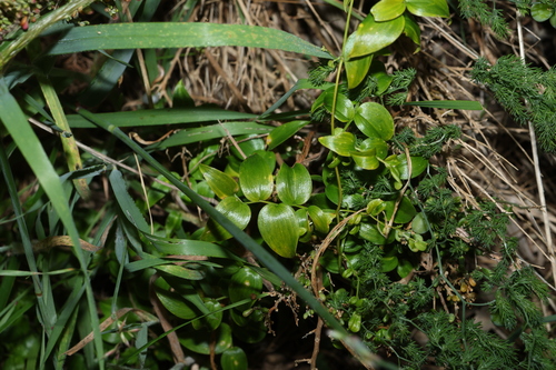 Asparagus asparagoides, photograph 5