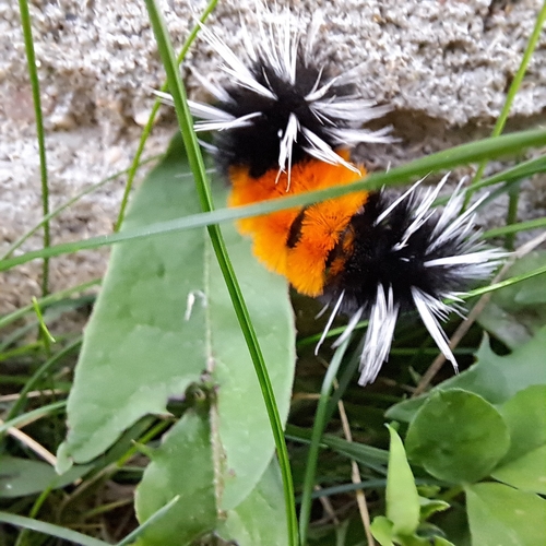 Spotted Tussock Moth