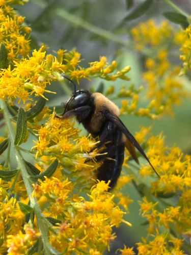 Eastern Carpenter Bee