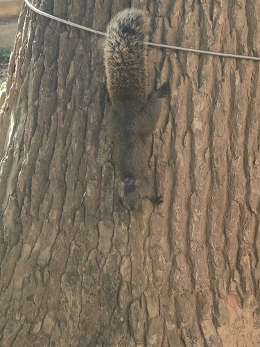Pallas' Squirrel