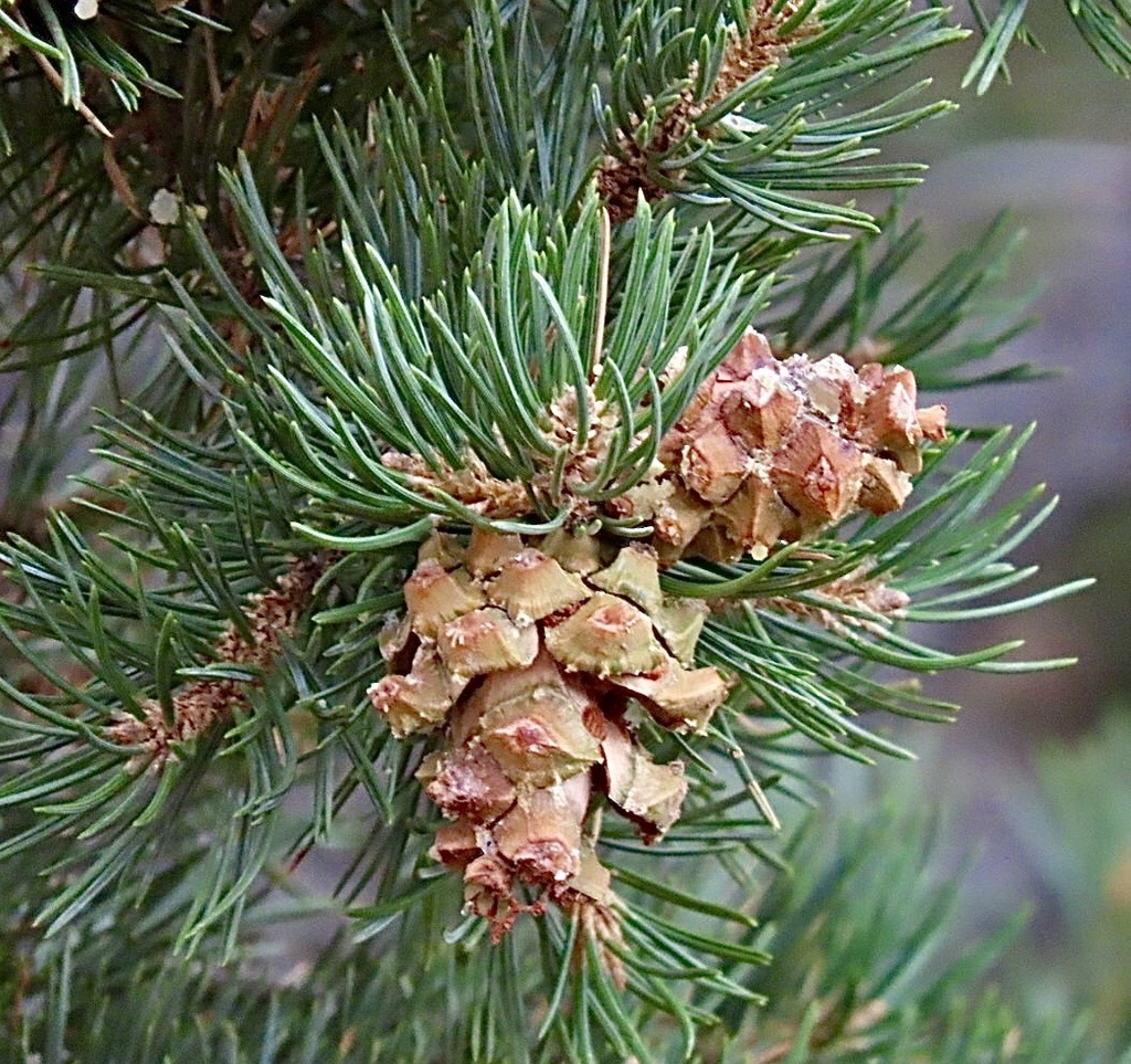 Pinus edulis; photograph author not stated, no rights reserved