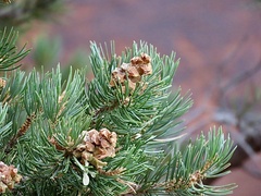author not stated, no rights reserved Pinus edulis, photograph author not stated, no rights reserved