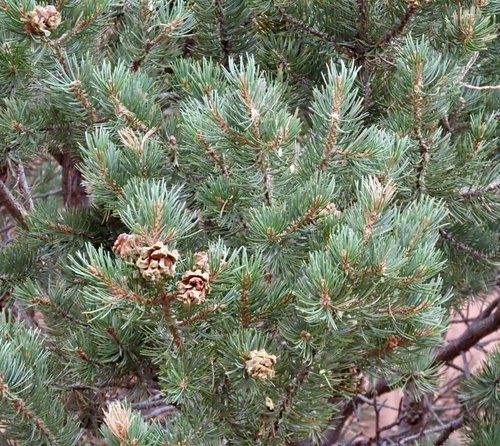 Pinus edulis, photograph 6