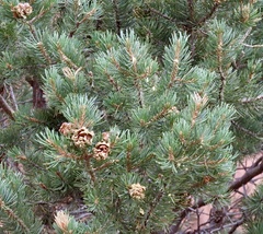 Pinus edulis, photograph author not stated, no rights reserved