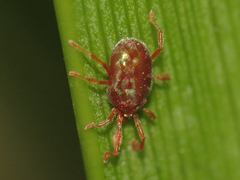 Balaustium
