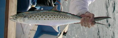 Scomberomorus maculatus