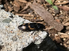 Selatosomus suckleyi