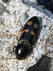 Selatosomus suckleyi