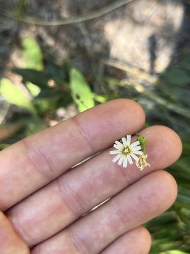 Hieracium albiflorum, photograph 1