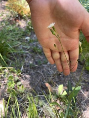 author not stated, no rights reserved Hieracium albiflorum, photograph author not stated, no rights reserved