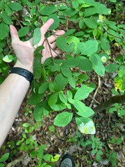 Dirca palustris