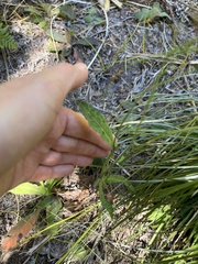 author not stated, no rights reserved Hieracium albiflorum, photograph author not stated, no rights reserved