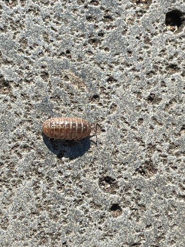 Common Pill Woodlouse