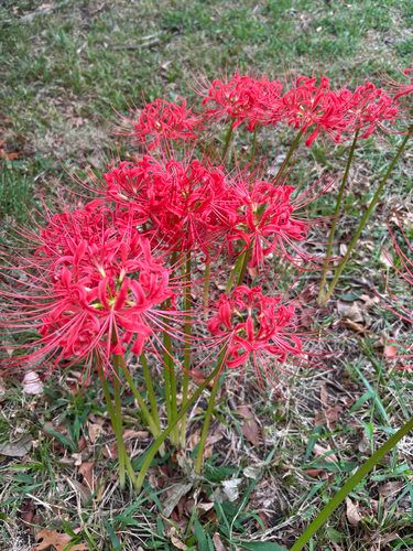 red spider lily