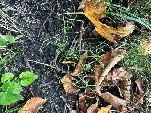 Equisetum scirpoides, photograph 1