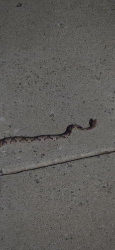 Eastern Copperhead