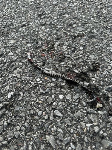 Eastern Milksnake