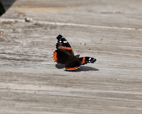 Red Admiral