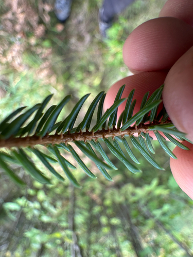 Picea mariana, photograph 2