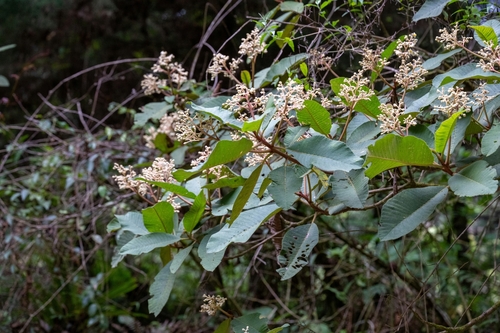 Saurauia madrensis