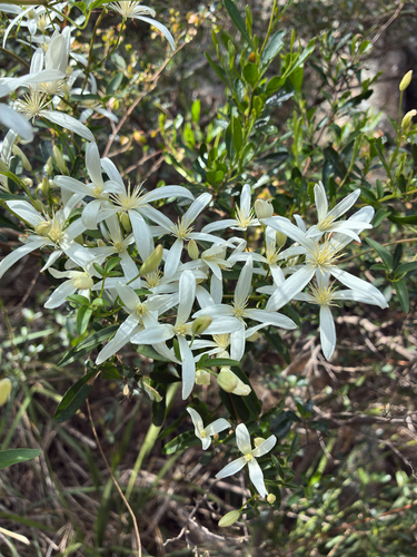 Australian Clematis