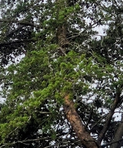 Pinus virginiana