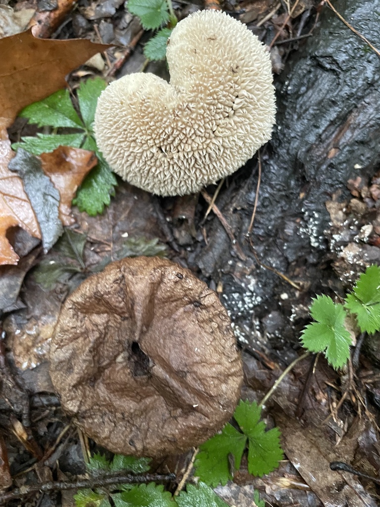 Peeling Puffball · September 2026 · photo: Photo: (c) Mical, some rights reserved (CC BY) · iNaturalist