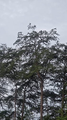 Pinus virginiana, photograph 2