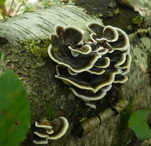 turkey-tail