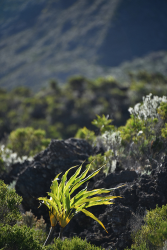 Cordyline image