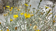 Xanthisma gypsophilum
