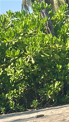 Beach naupaka