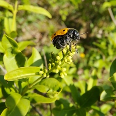 Lachnaia sexpunctata