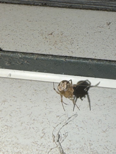 Butterfly Orbweaver