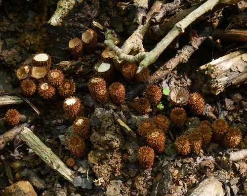 fluted bird's nest fungus