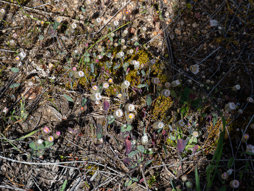 Rhodanthe manglesii, photograph 6