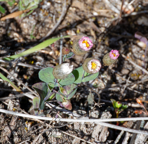 Rhodanthe manglesii, photograph 5