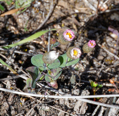 (c) Carmon, some rights reserved (CC BY-SA) Rhodanthe manglesii, photograph (c) Carmon, some rights reserved (CC BY-SA)
