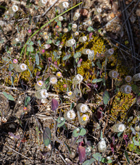 (c) Carmon, some rights reserved (CC BY-SA) Rhodanthe manglesii, photograph (c) Carmon, some rights reserved (CC BY-SA)