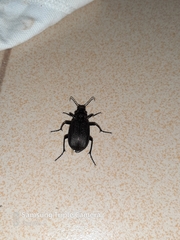 Calosoma alternans