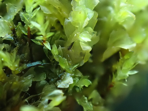 Harpanthus flotovianus observed 2026-07-20