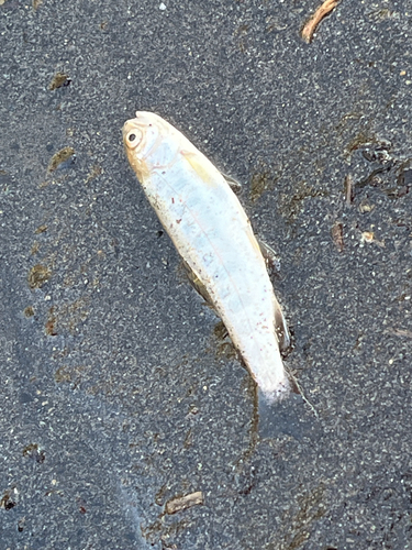 Chinook Salmon