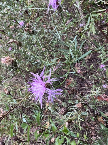 spotted knapweed