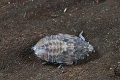 Cixidia pilatoi