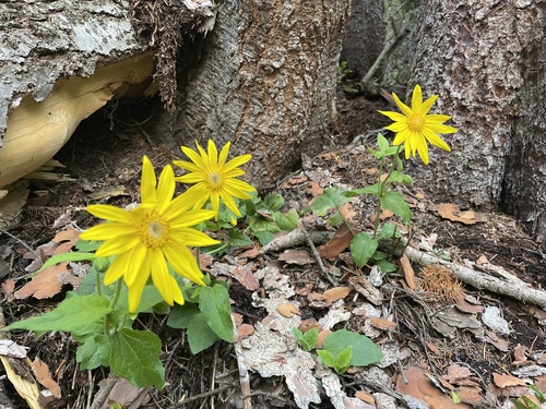 Arnica cordifolia observed 2026-09-20