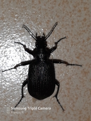 Calosoma alternans