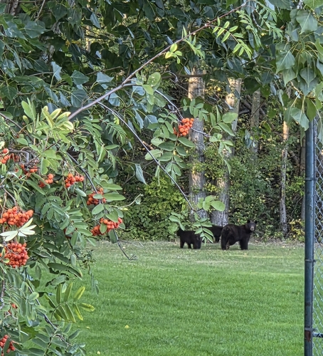 American Black Bear