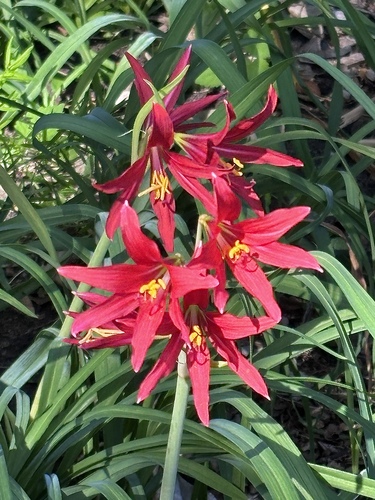 Oxblood Lily
